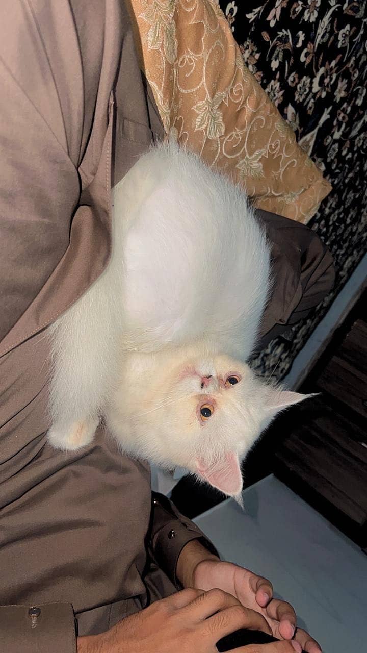 Persion Cat triple coated 3