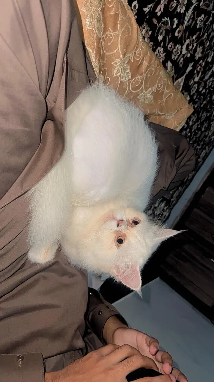 Persion Cat triple coated — photo 4