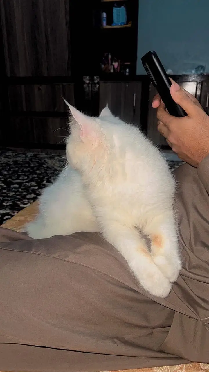 Persion Cat triple coated — photo 5