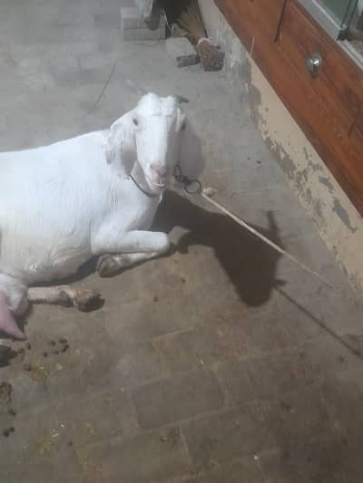 goat for sale in multan with 1 kid