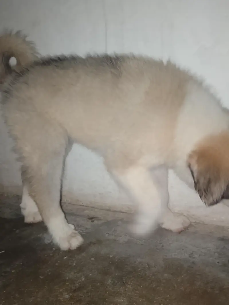 Afghan Kuchi — photo 5