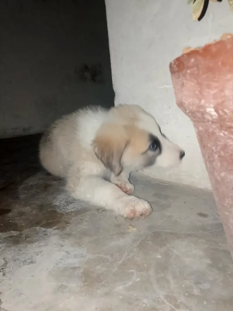 Afghan Kuchi — photo 6