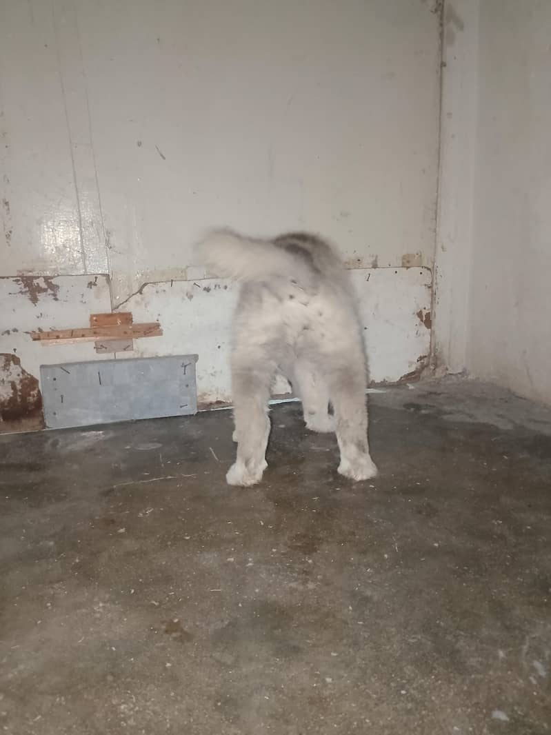 Afghan Kuchi 6