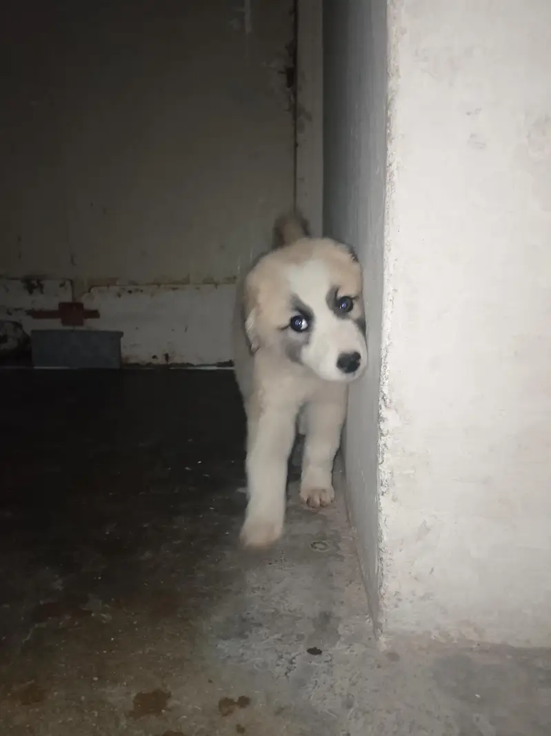 Afghan Kuchi — photo 10