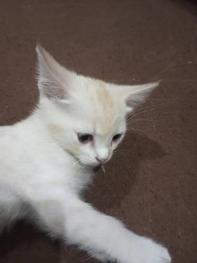 Persian kitten for sale