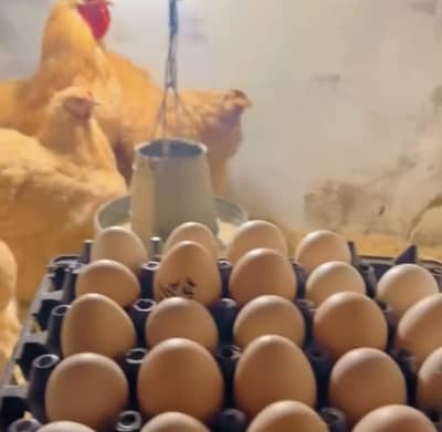 Golden Heavy Buff Eggs Available 100% Fertile