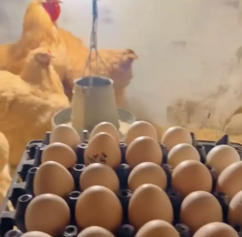 Golden Heavy Buff Eggs Available 100% Fertile