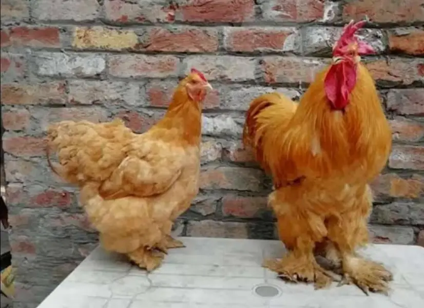 Golden Heavy Buff Eggs Available 100% Fertile — photo 2