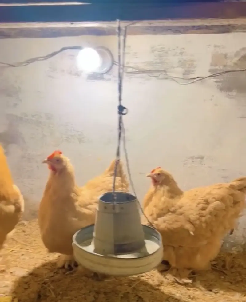 Golden Heavy Buff Eggs Available 100% Fertile — photo 3