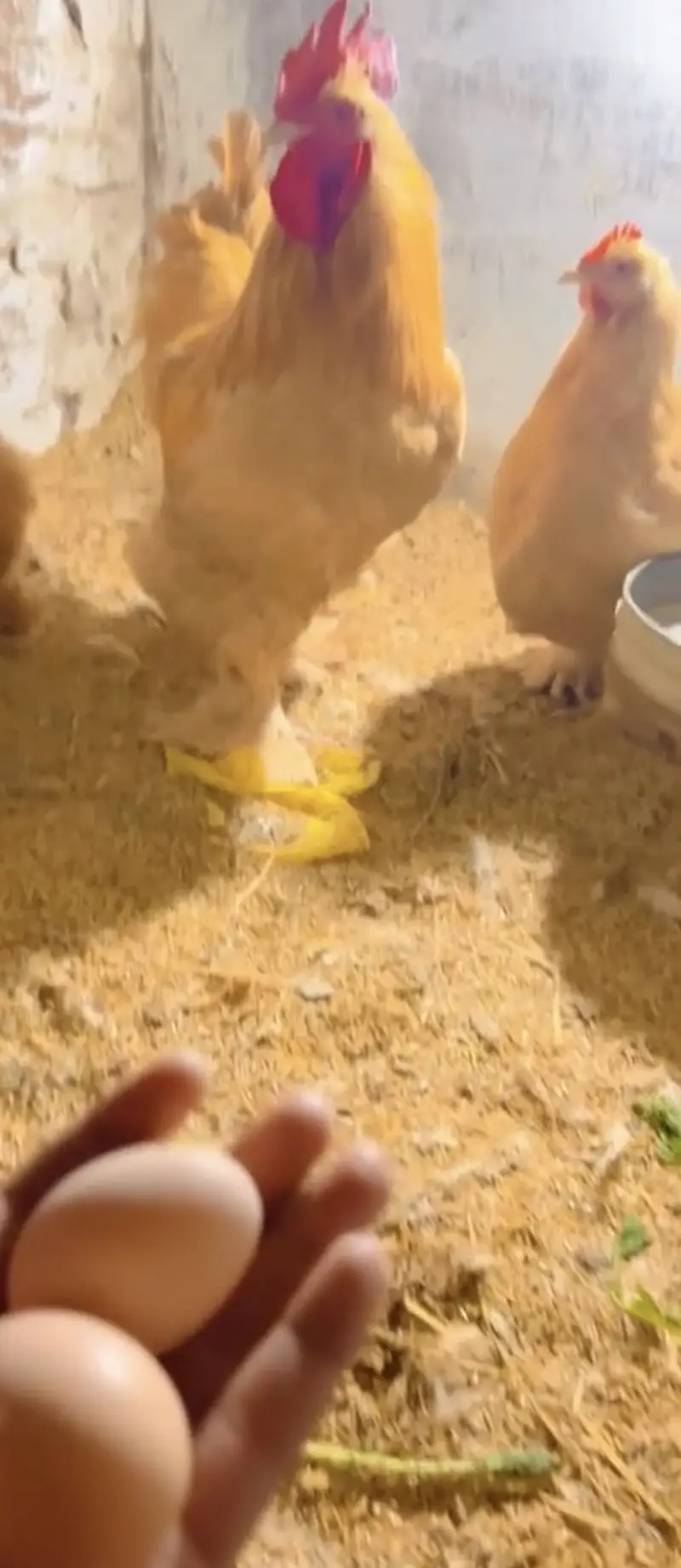 Golden Heavy Buff Eggs Available 100% Fertile — photo 4