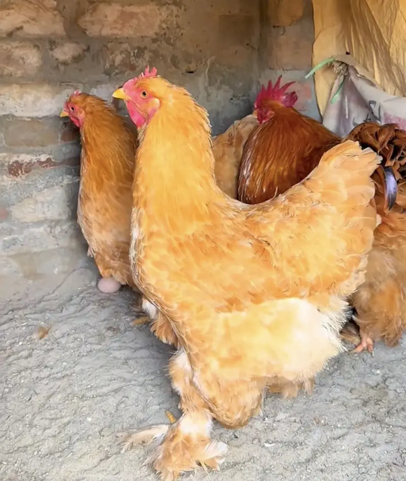 Golden Heavy Buff Eggs Available 100% Fertile — photo 5