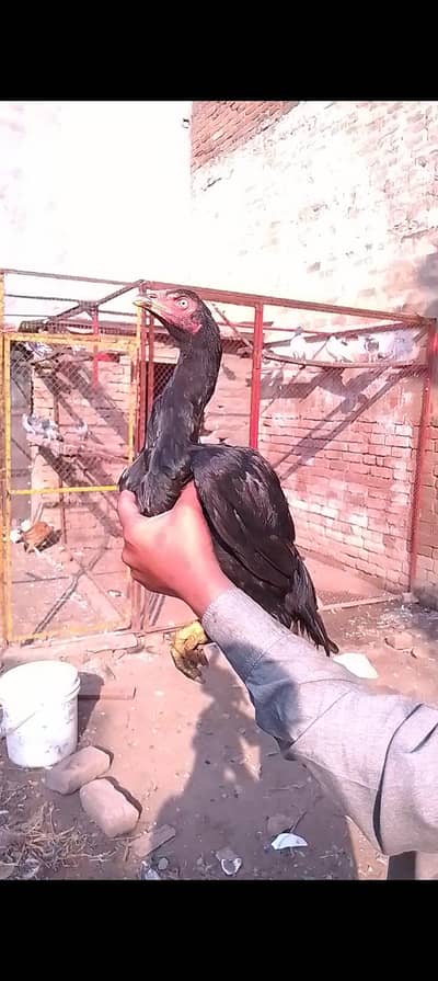 A Class young Aseel Female