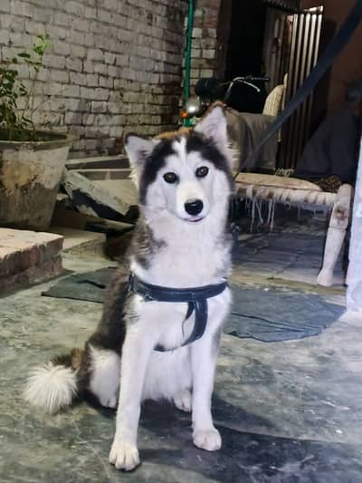 Siberian Husky black and white colour beautiful eyes