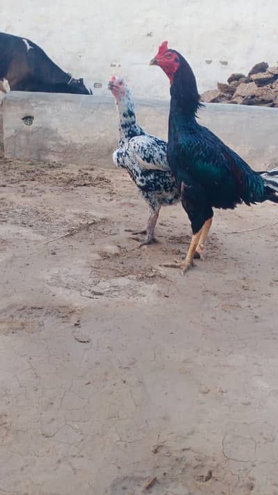 hen for sale vip egg dene wali Bahawalnagar city