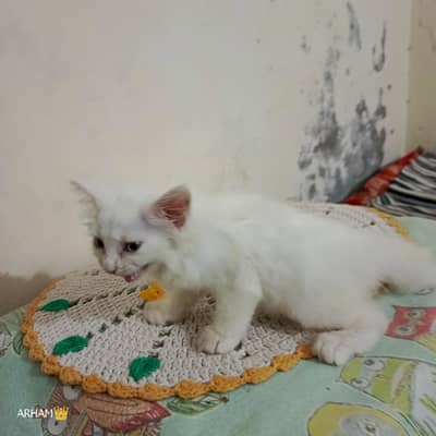 perison cat doll face