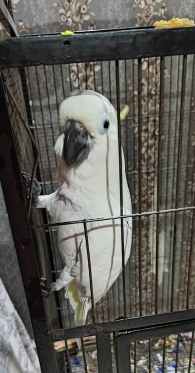 Cokatoo Bird