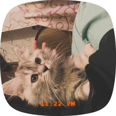 Cat for sale