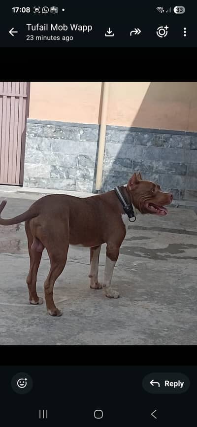 Pitbull bully 18 months male