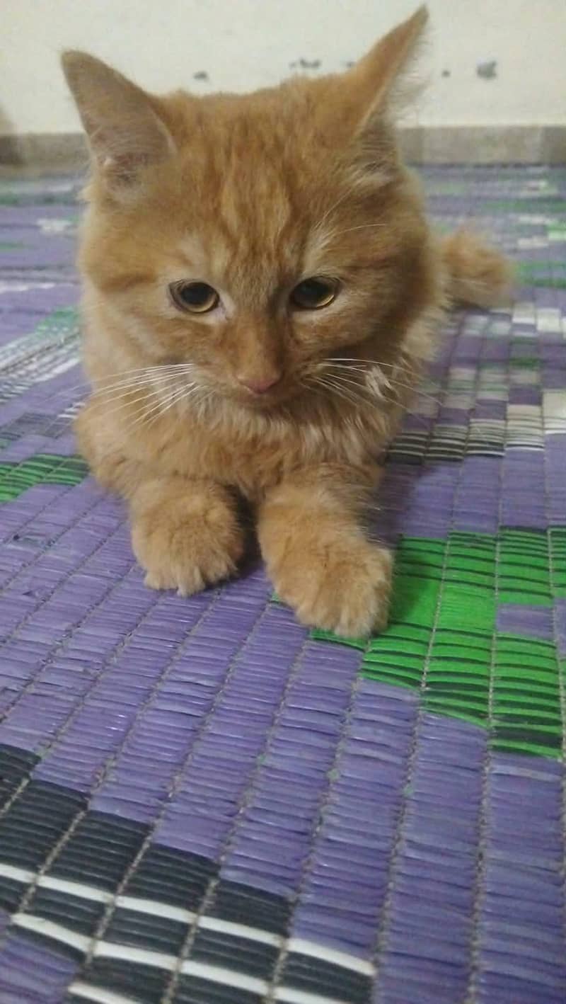 Persian cats 0