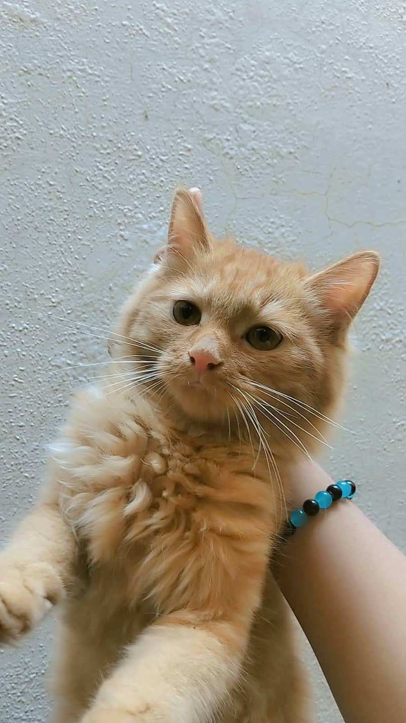 Persian cats 1