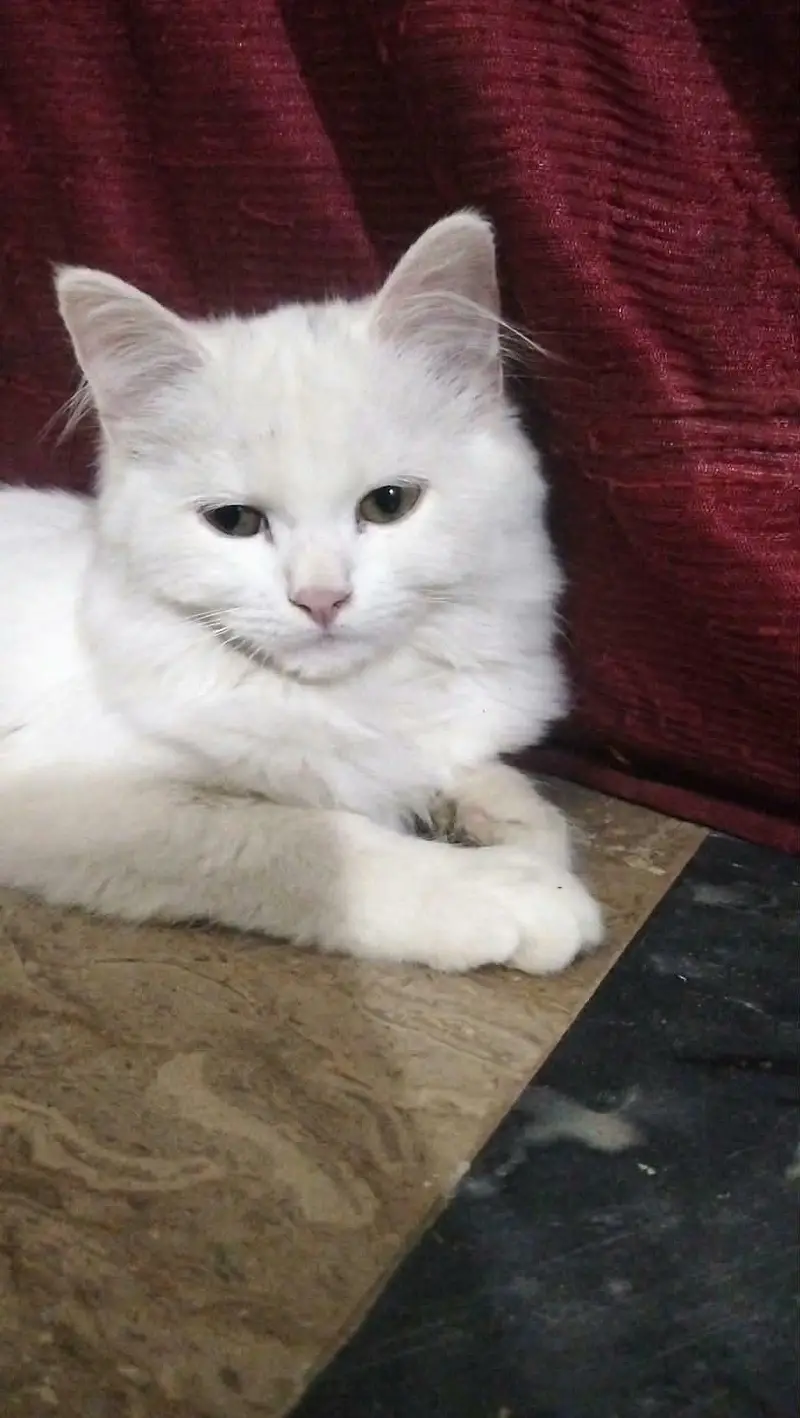 Persian cats — photo 3