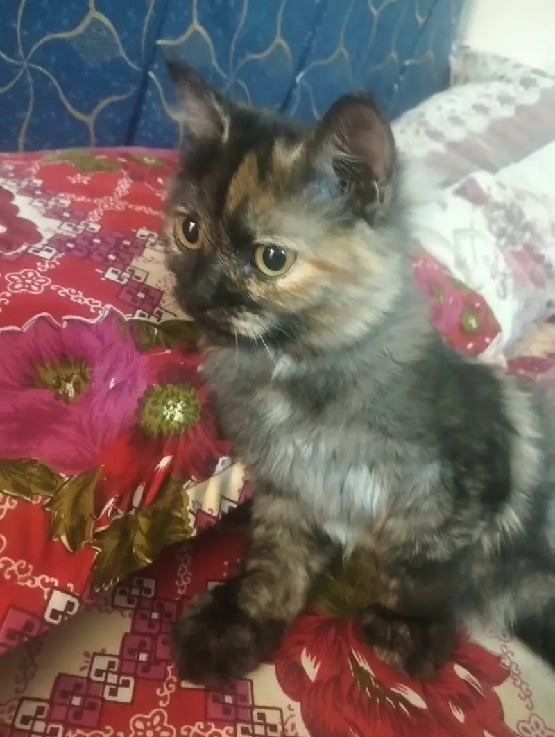 Persian cats — photo 4