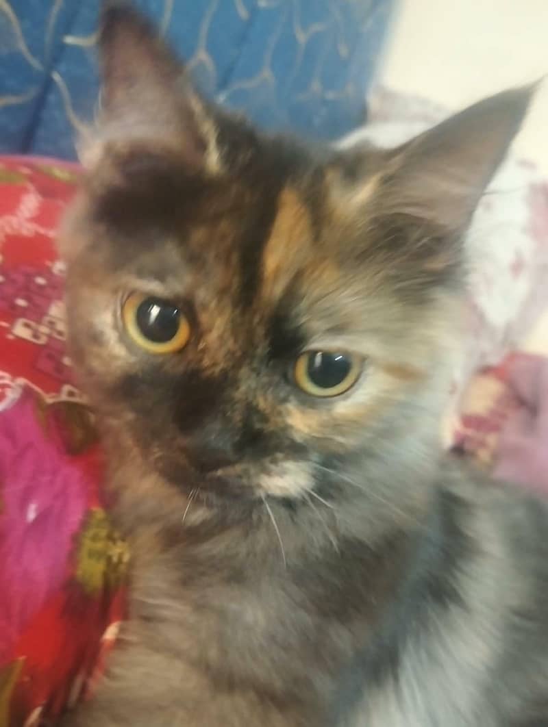 Persian cats 4