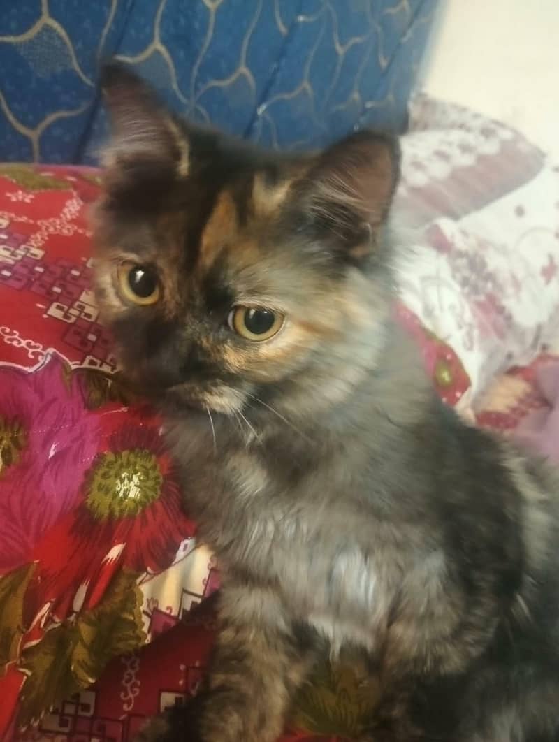 Persian cats 5