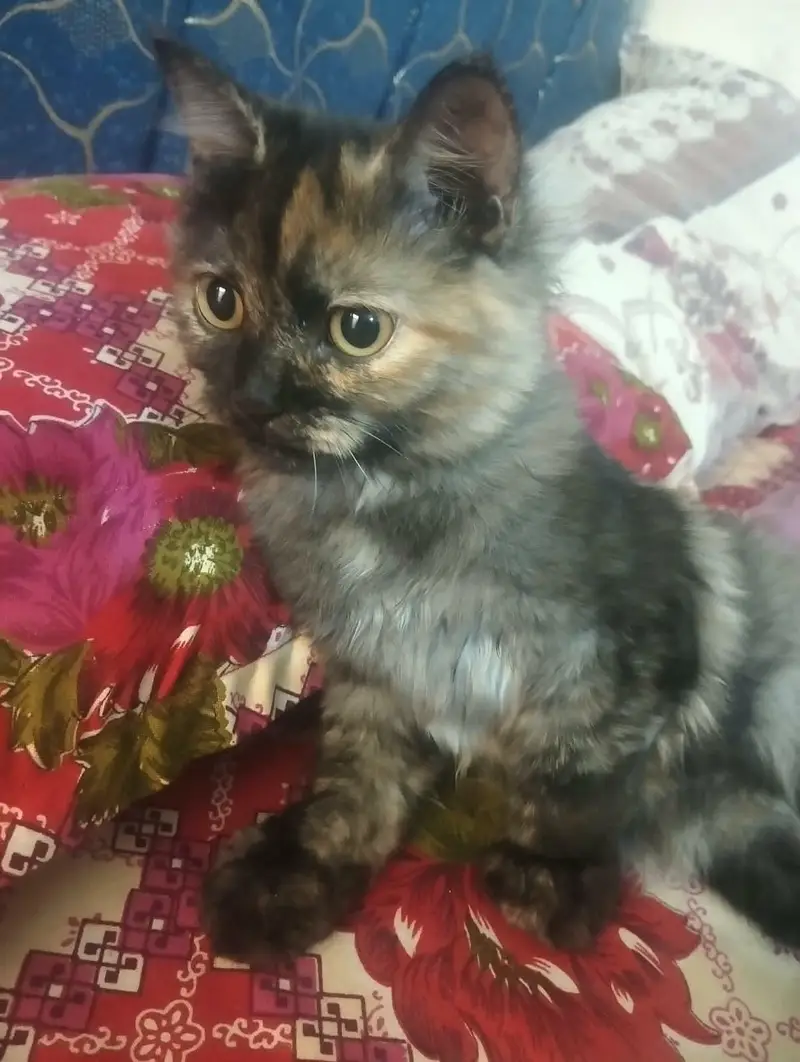Persian cats — photo 7