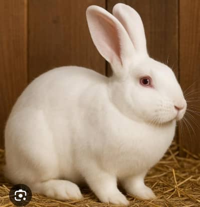 NewZeland White Rabbit