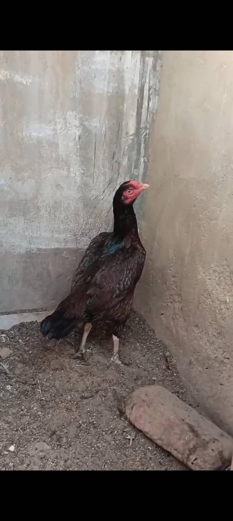 aseel maadi 2