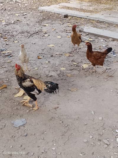 Urgent For sale Aseel Mian wali