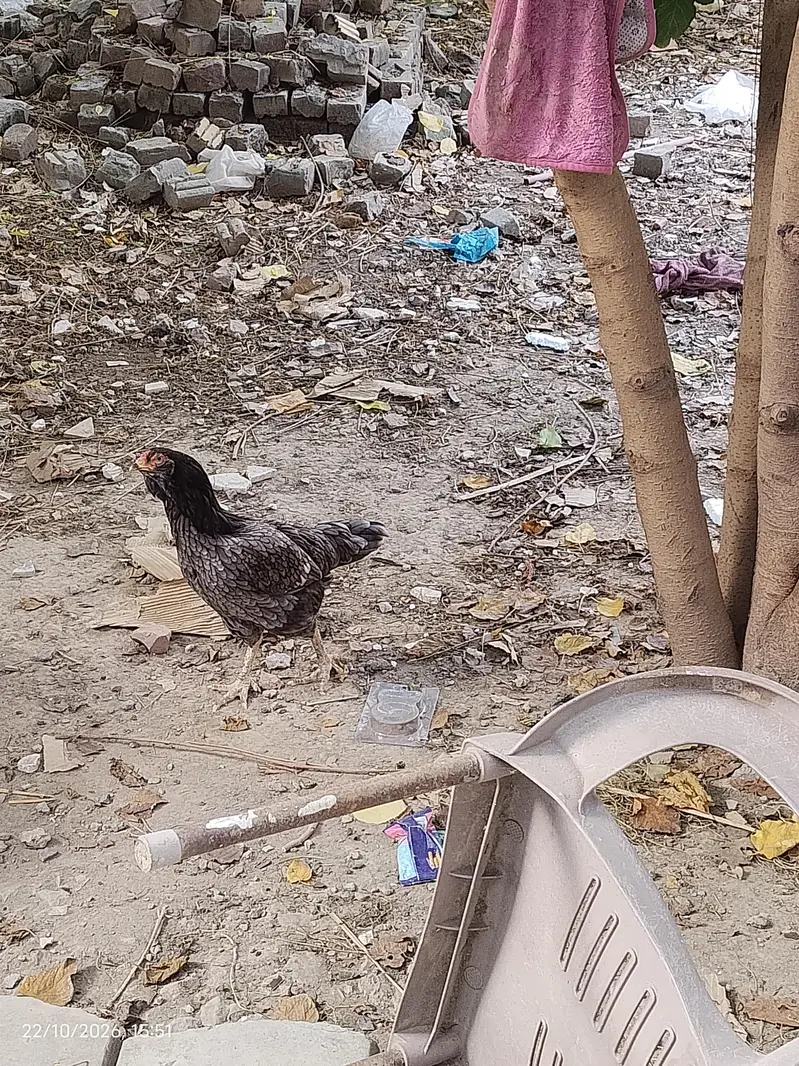 Urgent For sale Aseel Mian wali — photo 4