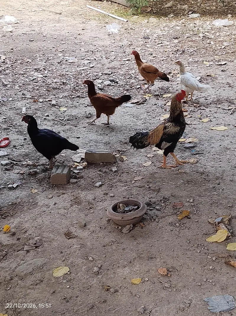 Urgent For sale Aseel Mian wali — photo 6