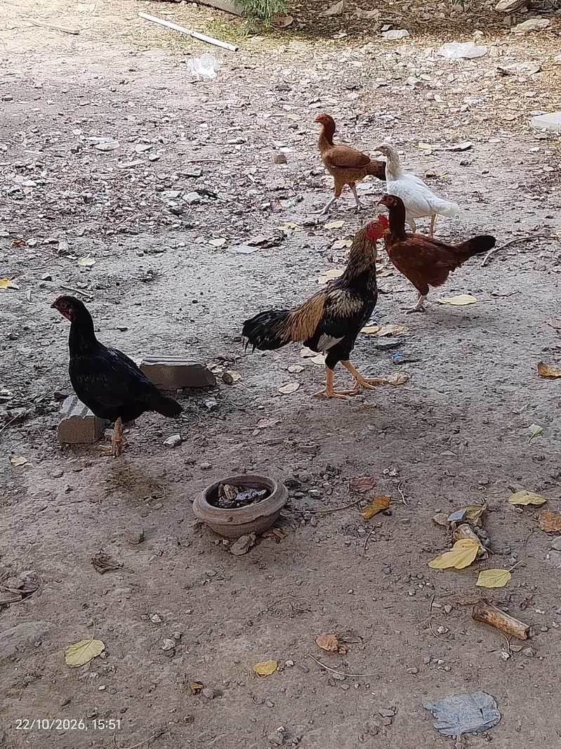 Urgent For sale Aseel Mian wali — photo 9