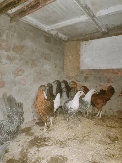 15 female 3 Male