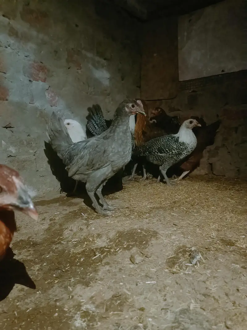 15 female 3 Male — photo 2