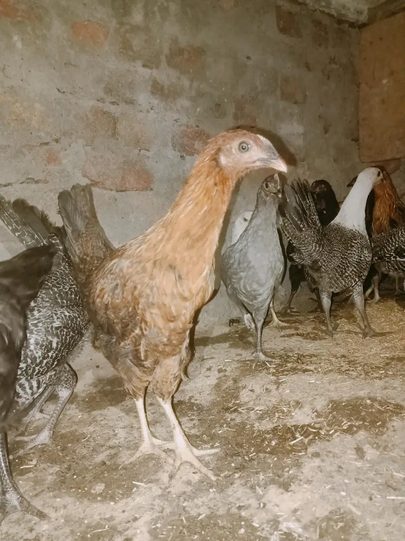 15 female 3 Male — photo 3