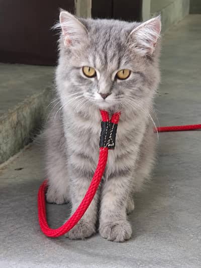 cat cute