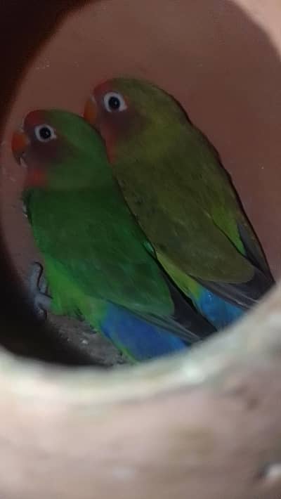 love bird and three Australian bujies