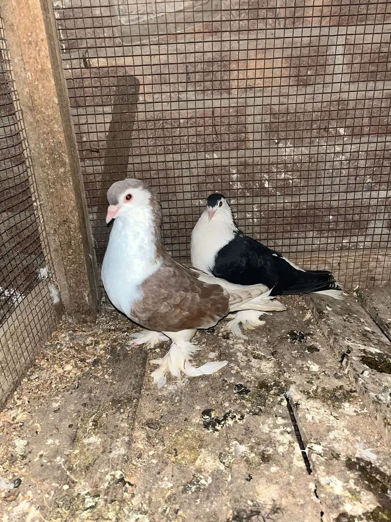 German line lahori sherazii 200% breeder pair huge size — photo 2
