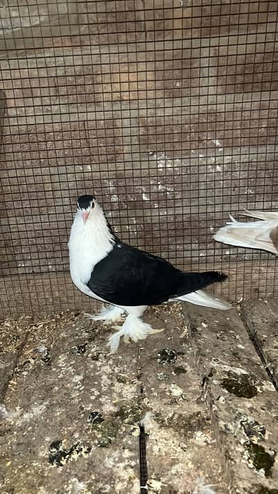 German line lahori sherazii 200% breeder pair huge size