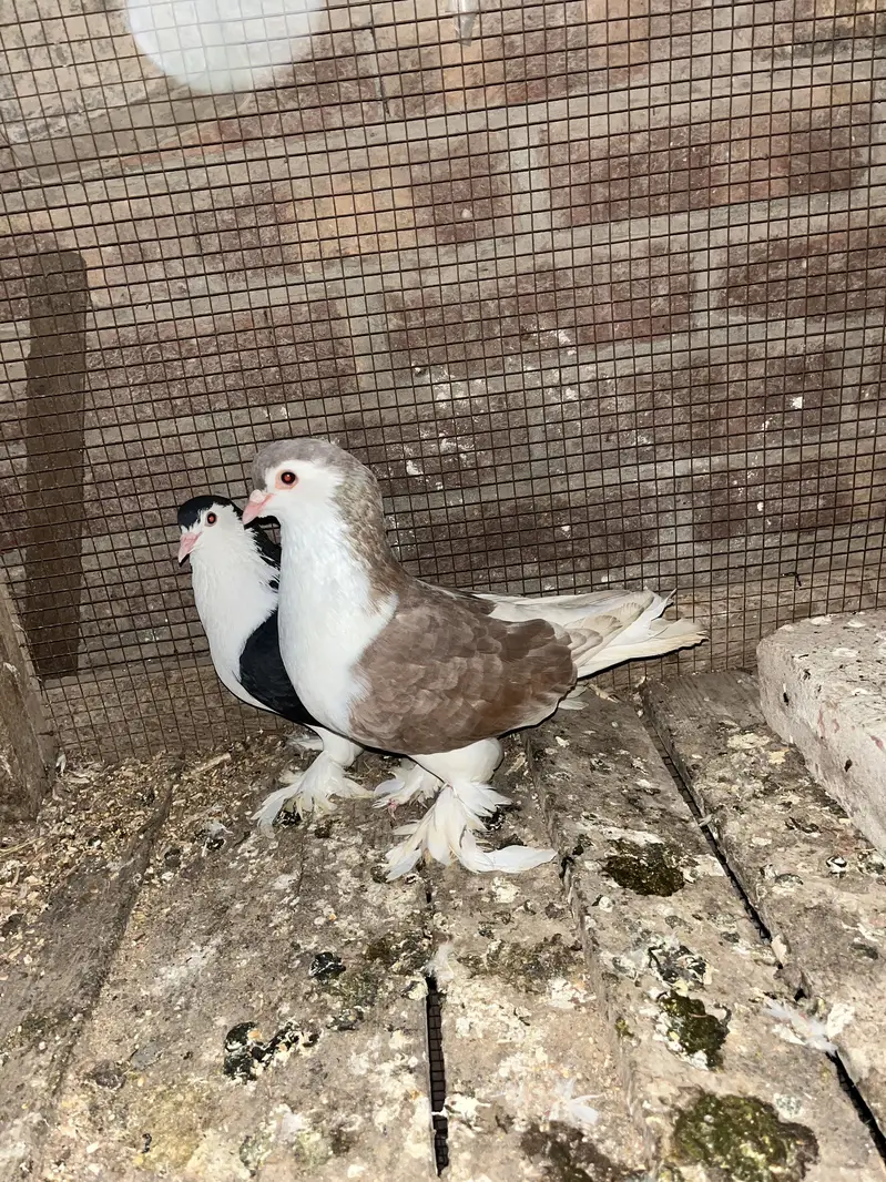 German line lahori sherazii 200% breeder pair huge size — photo 4