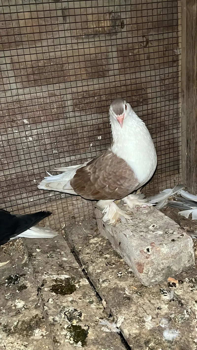 German line lahori sherazii 200% breeder pair huge size — photo 5