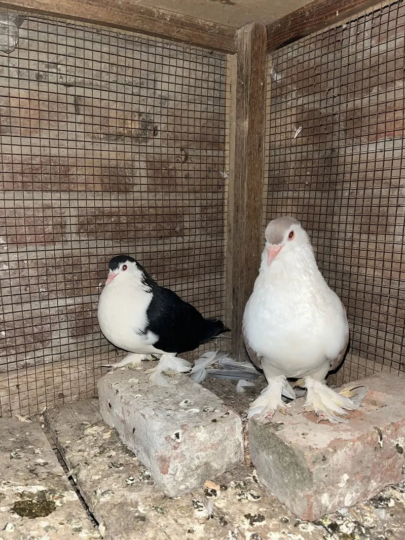 German line lahori sherazii 200% breeder pair huge size — photo 6
