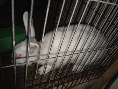New Zealand Rabbit age-1 Year weight- 3KG approx