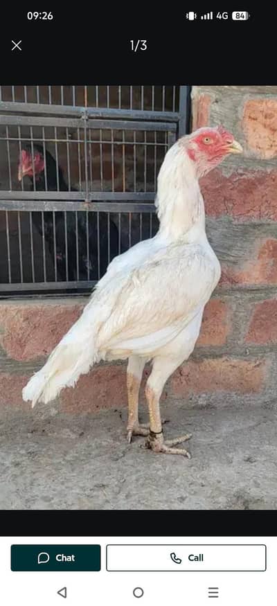 pure hira highted Madi for sale . mazboot nok nali breeder