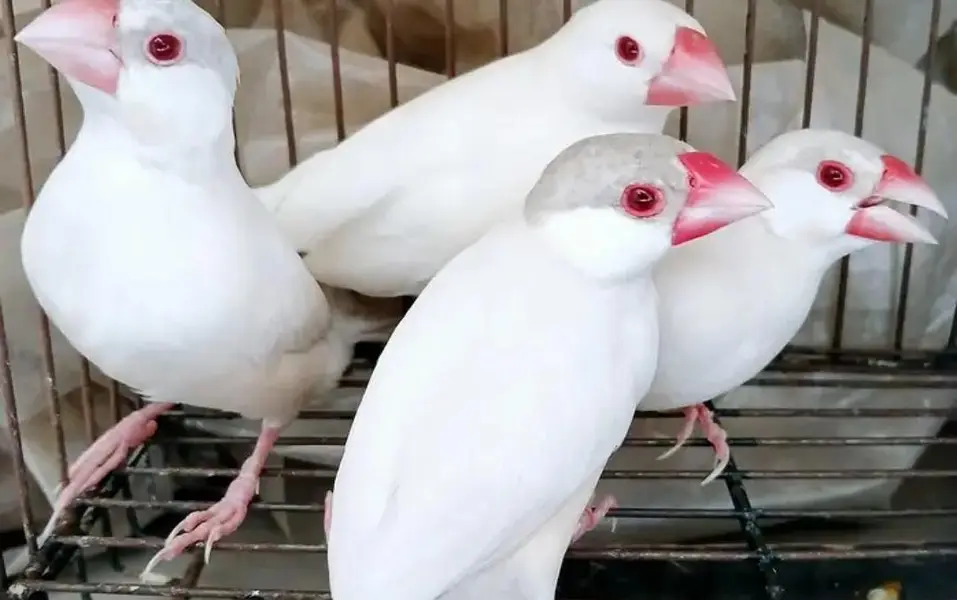 Fawn Java,Albino,Opal split of pestal fawn — photo 3