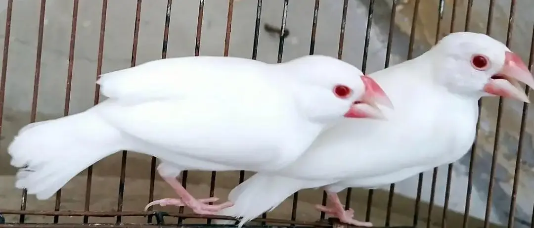 Fawn Java,Albino,Opal split of pestal fawn — photo 5