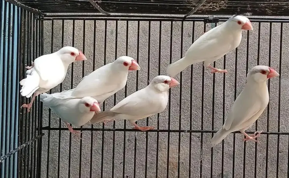 Fawn Java,Albino,Opal split of pestal fawn — photo 6